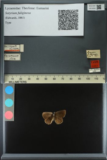 Media type: image;   Entomology 16009